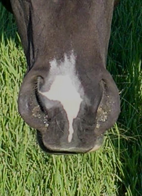 نشان ها و لکه ها در اسب (Horse Marking)