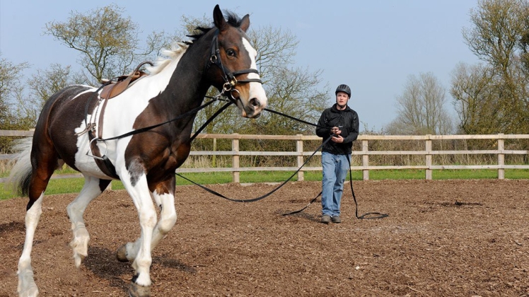 پیگیری پیشرفت در بازتوانی اسب‌ها: ظهور فناوری‌های عینی
