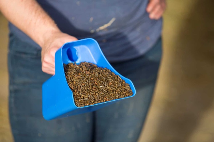 ۵ اشتباه رایج در تغذیه اسب‌ها