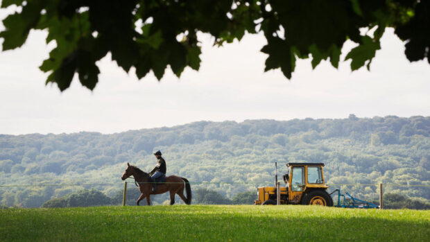 چه سؤالاتی باید از فروشنده اسب بپرسید پیش از خرید