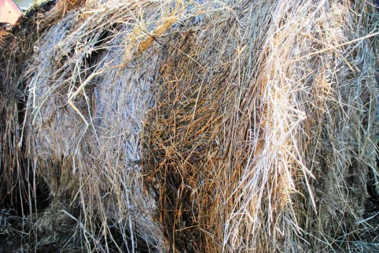 چگونه علوفه اسب خود را ارزیابی کنید؟