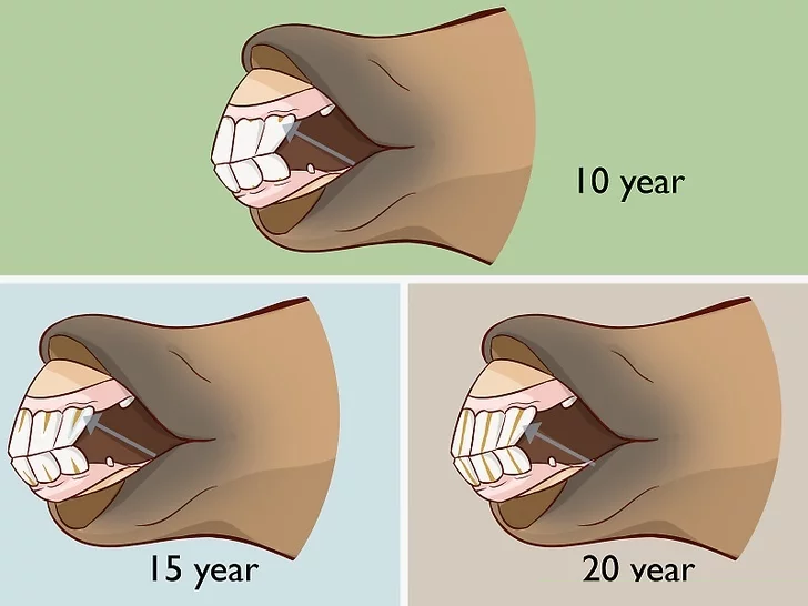 چگونه سن اسب را تشخیص دهیم
