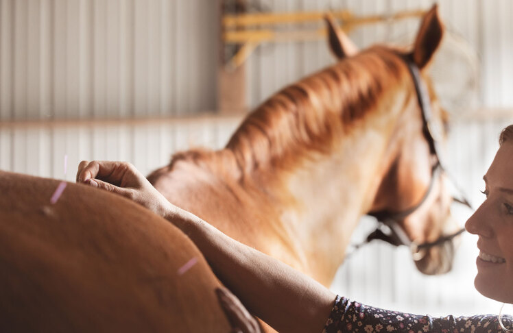 درمان‌های مکمل در مراقبت از اسب: آنچه مالکان باید بدانند