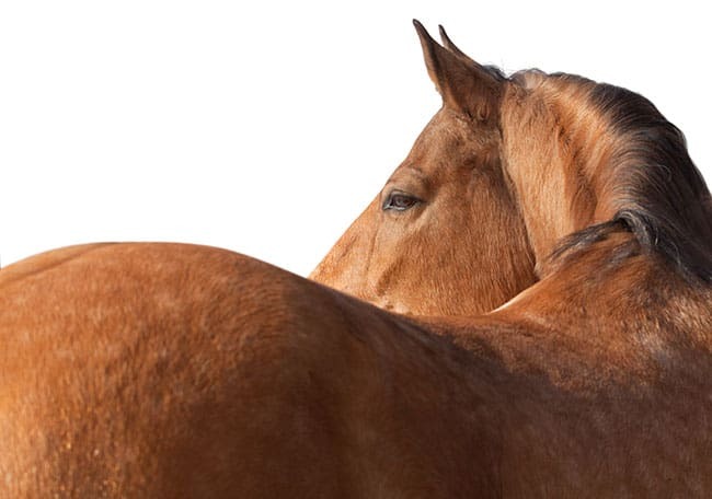 عوامل مؤثر بر عملکرد پشت اسب